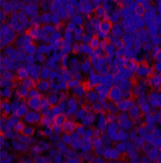 Валидация Elabscience E-AB-22008