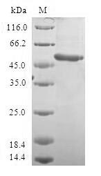 SDS-PAGE
