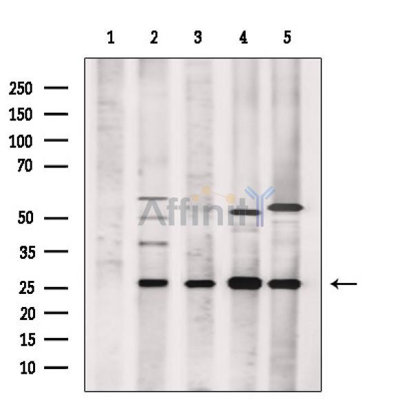 Валидация Affinity DF3292 - 14158