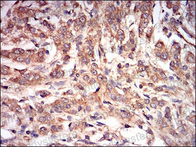 Валидация AntibodySystem RHF03903 (2427)