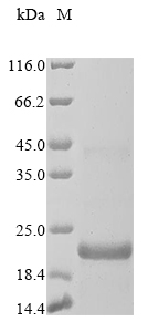 SDS-PAGE