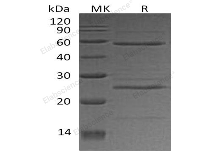 Валидация Elabscience PKSH032837(3248)