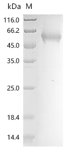 SDS-PAGE