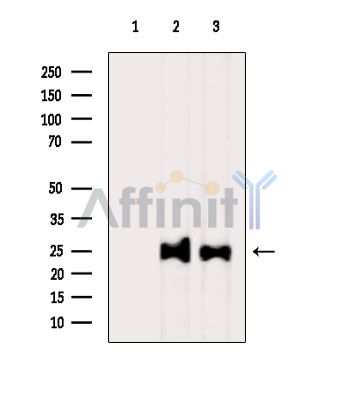 Валидация Affinity DF14017 - 9777