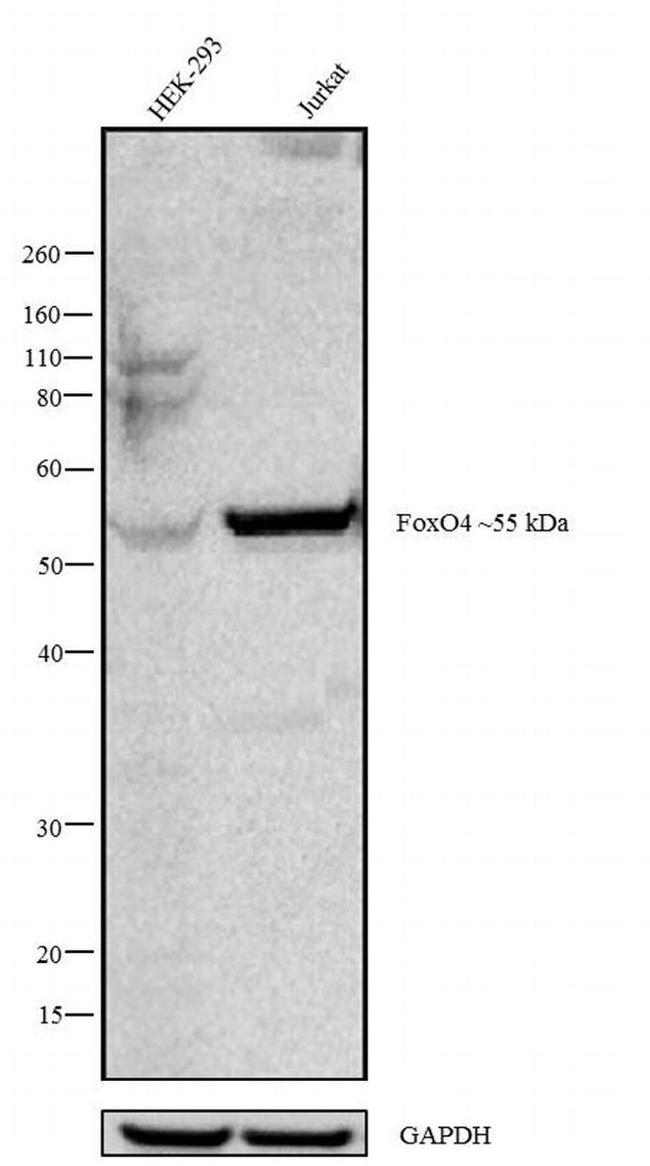 Валидация AssayVector ARM2790(5506)