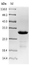 SDS-PAGE