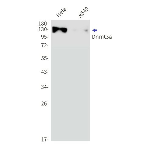 Валидация Elabscience E-AB-81503