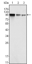 Валидация Affinity BF0076 - 5128