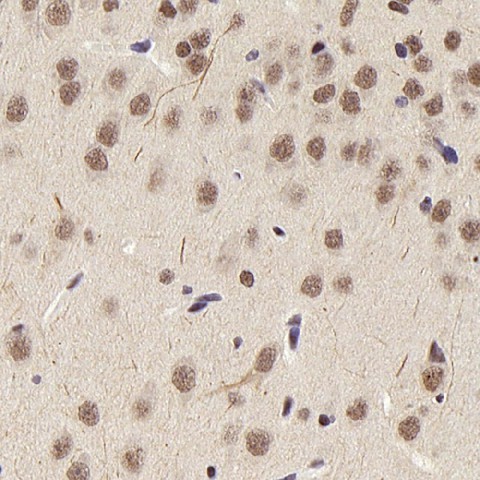 Валидация Elabscience E-AB-70201