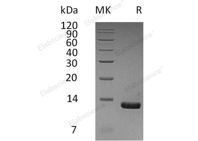 Валидация Elabscience PKSH032202(2720)