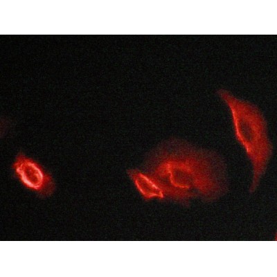 Валидация Affinity AF6029 - 3227