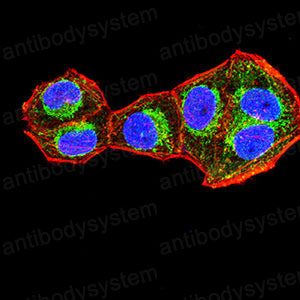 Валидация IF - AntibodySystem RHE16201