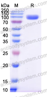 EHF90702, SDS-PAGE