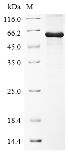 SDS-PAGE