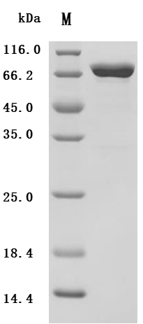 SDS-PAGE
