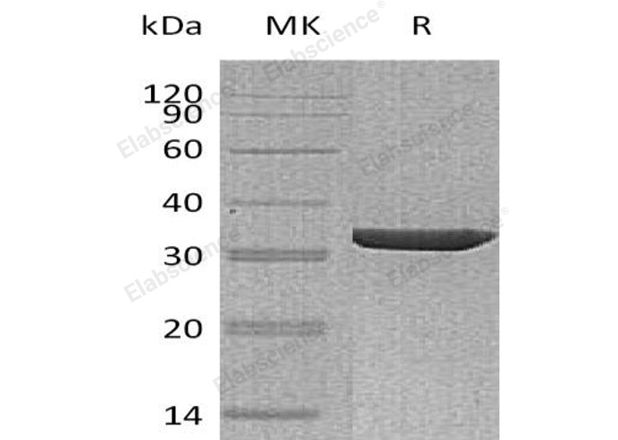 Валидация Elabscience PKSH032075(2623)