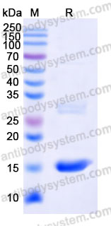 YHF01101, SDS-PAGE