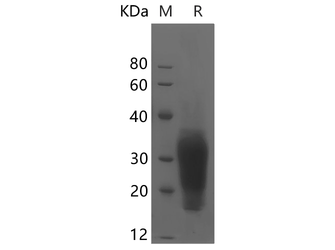 Валидация Elabscience PDMM100037(1025)