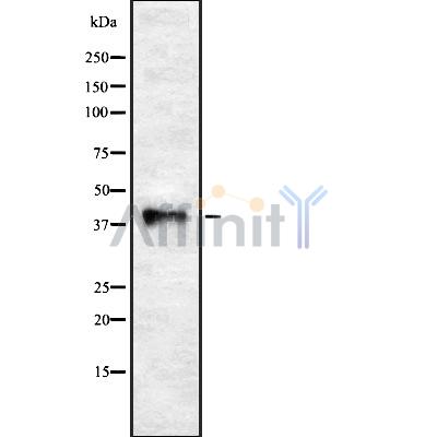 Валидация Affinity DF8438 - 20318
