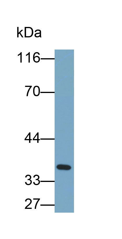 33119