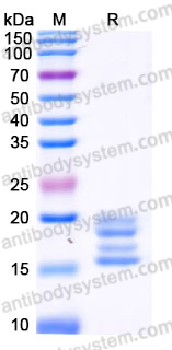AHH28804, SDS-PAGE