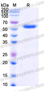 EHM00102, SDS-PAGE