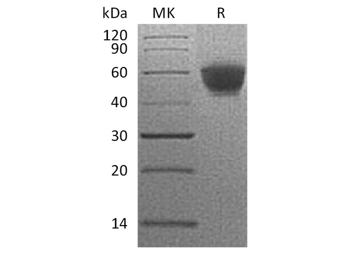 Валидация Elabscience PKSH033584(3877)