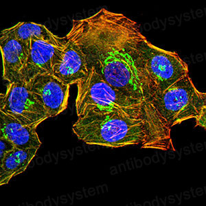Валидация IF - AntibodySystem RHG16103