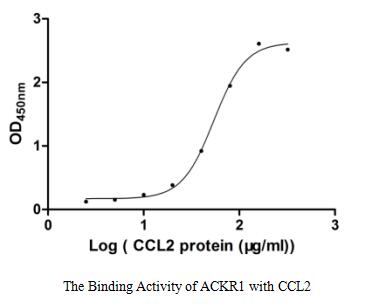 Функциональный ИФА: связывание ACKR1 с CCL2