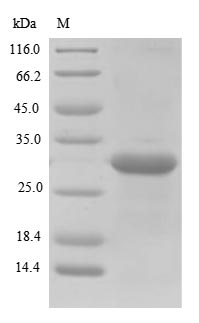 SDS-PAGE