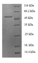 SDS-PAGE