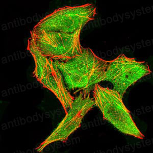 Валидация IF - AntibodySystem RHA16101