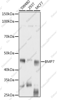 Вестерн-блоттинг, BMP7, различные клеточные линии