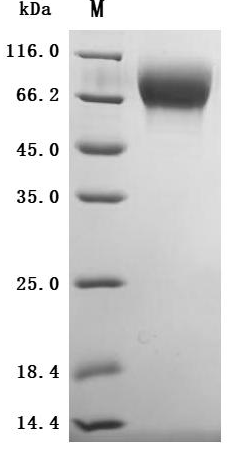 SDS-PAGE