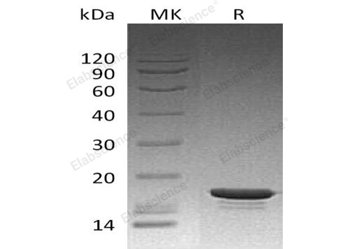 Валидация Elabscience PKSH033079(3447)