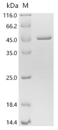 SDS-PAGE
