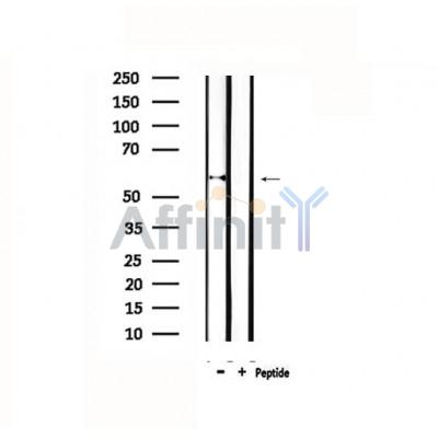 Валидация Affinity DF4697 - 16376