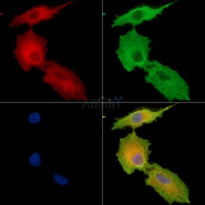 Валидация Affinity DF15080 - 11323