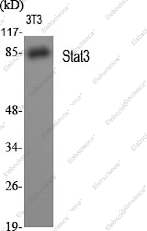 Вестерн-блоттинг, Stat3, клетки 3T3
