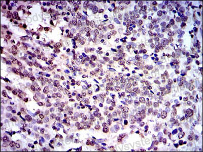 Валидация AntibodySystem RHH21703