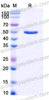 EHA29103, SDS-PAGE