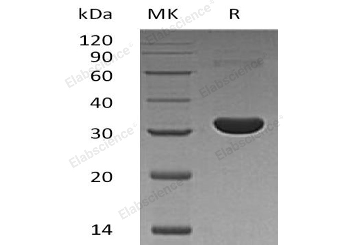 Валидация Elabscience PKSH032860(3267)