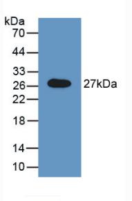 55936
