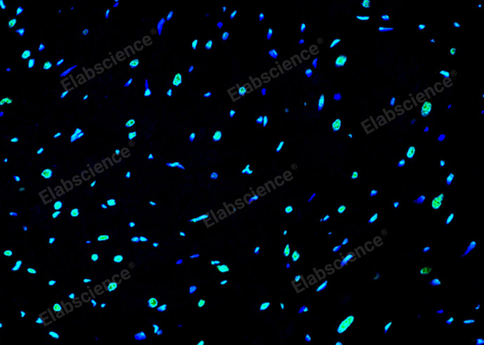 Валидация Elabscience E-CK-A321 - 90