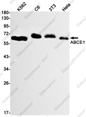 Вестерн-блоттинг, ABCE1, клетки K562, C6, 3T3, HeLa