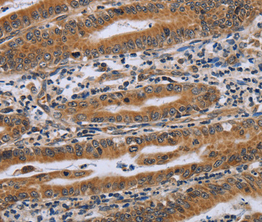 Валидация Elabscience E-AB-13444