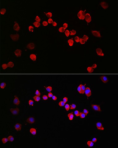 Валидация Elabscience E-AB-93399