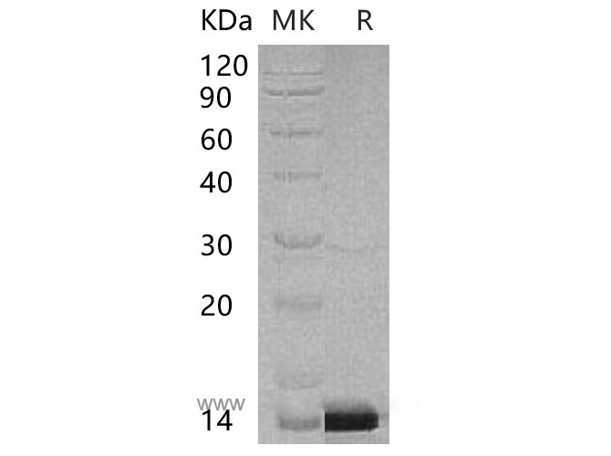 Валидация Elabscience PKSH032981(3370)
