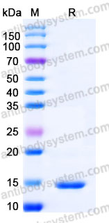 AHC06702, SDS-PAGE