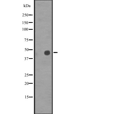Валидация Affinity DF2608 - 13297